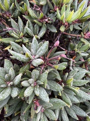 Rhododendron pseudochrysanthum