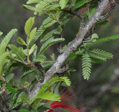 Calliandra hirsuta