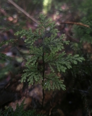 Hymenophyllum