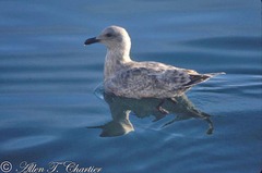 Larus schistisagus