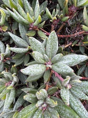 Rhododendron pseudochrysanthum
