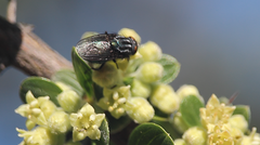 Sarconesiopsis magellanica
