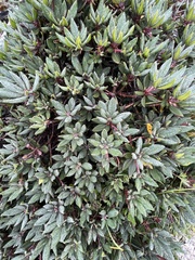 Rhododendron pseudochrysanthum