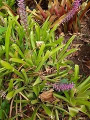 Aechmea gamosepala