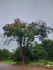 Erythrina falcata