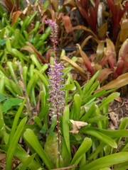 Aechmea gamosepala