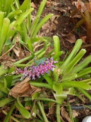 Aechmea gamosepala