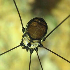 Sclerosomatidae