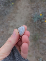 Helminthoglypta ayresiana