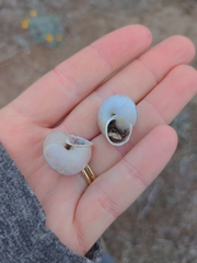 Helminthoglypta ayresiana