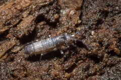 Tomocerinae