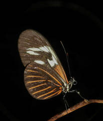 Heliconius erato amazona