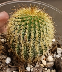 Parodia