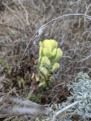Castilleja affinis