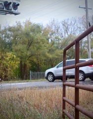 Sporobolus cryptandrus