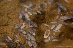 Continenticola