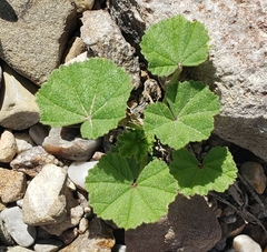 Malva parviflora