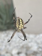 Neoscona oaxacensis