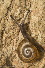 Ventridens ligera