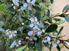 Leptospermum laevigatum