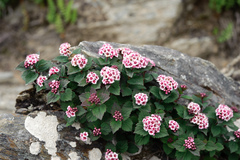 Spiraea morrisonicola