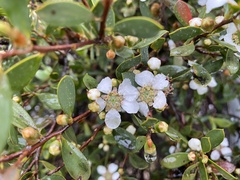 Leptospermum laevigatum