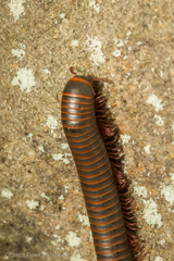 Narceus americanus