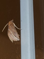 Phyprosopus callitrichoides