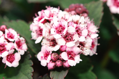 Spiraea morrisonicola