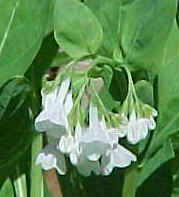 Mertensia virginica