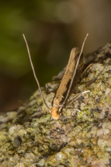 Monopis crocicapitella