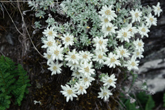 Leontopodium microphyllum