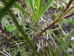 Pedicularis kerneri