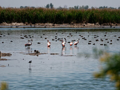 Phoenicopterus chilensis