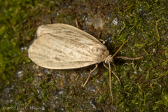 Crambidia pallida