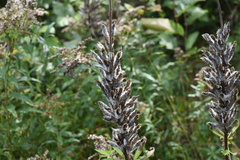 Lupinus polyphyllus