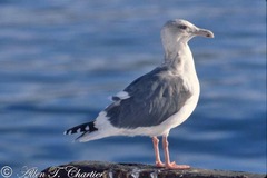 Larus schistisagus