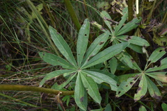 Lupinus polyphyllus