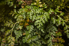 Asplenium montanum