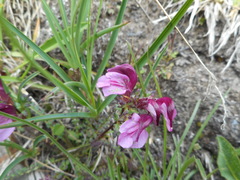 Pedicularis kerneri