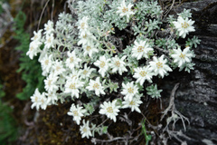 Leontopodium microphyllum