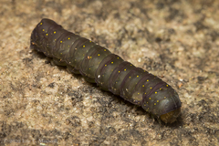 Phosphila miselioides