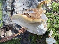 Bondarzewia occidentalis