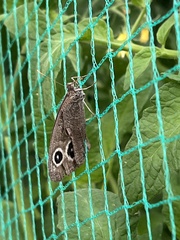 Cercyonis pegala paludum