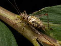 Svistella bifasciata