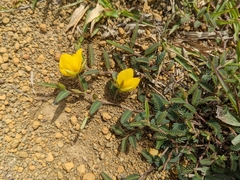 Chamaecrista garambiensis