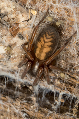 Callobius bennetti