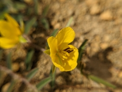 Chamaecrista garambiensis