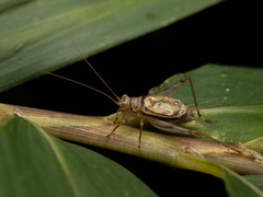 Svistella bifasciata