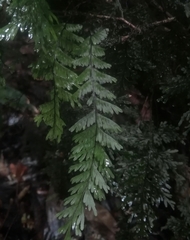 Hymenophyllum